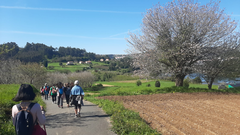 A Senda das Cerdeiras de Pontedeume