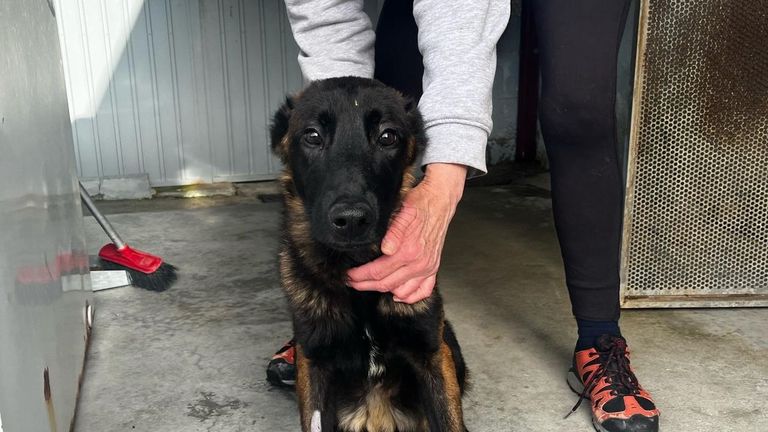 Lanzan de madrugada un perro por encima de la verja de la protectora de animales de Pontevedra