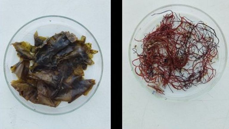 Un proyecto del CSIC trata de hacer habitual la presencia de algas en el plato