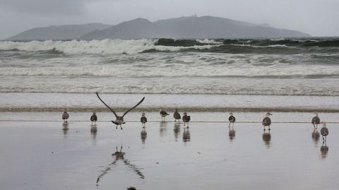 Gaviotas en la playa de A Lanzada, con la isla de Ons, donde tienen una de sus mayores colonias nidificantes, al fondo