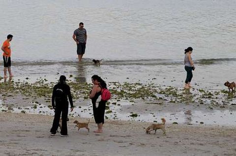 El arenal de Toralla se destin a los perros por primera vez el verano pasado y ahora repite. 
