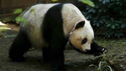 Un oso de panda gigante, en una imagen de archivo