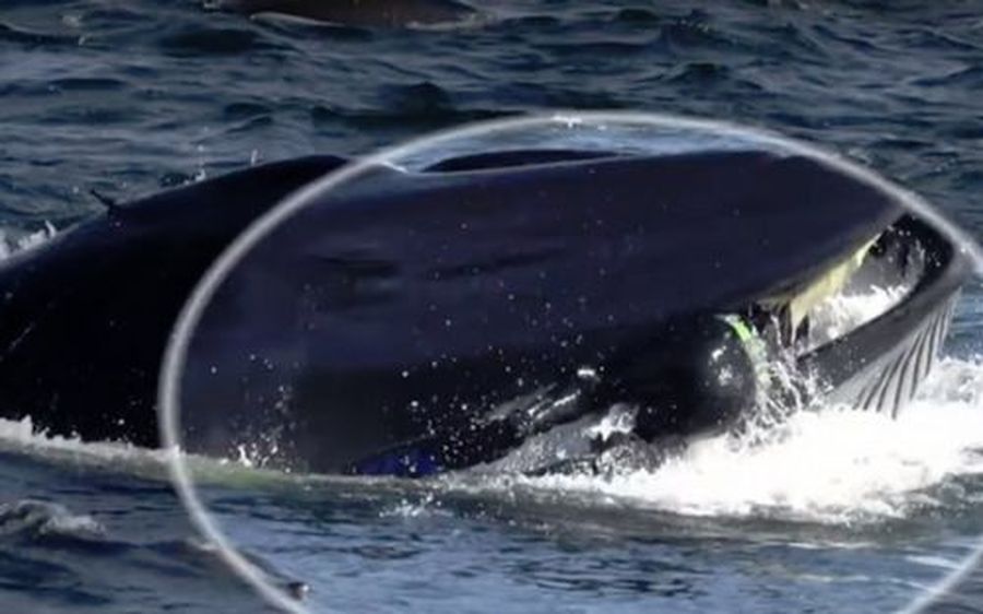 Ballena Se Come A Un Buzo
