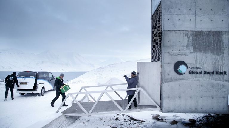 Cómo el millo corvo y la cebolla de Corón acabaron en la Bóveda del Fin del Mundo de Svalbard