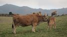 Vacas