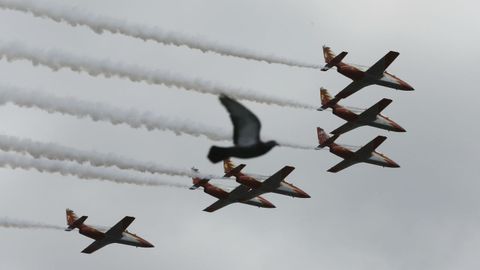 Una paloma se cruza en el vuelo de los aviones de la patrulla Águila