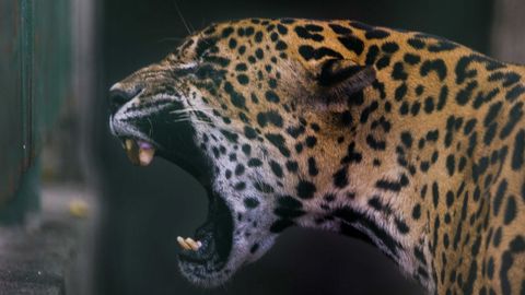 Un jaguar en el zoolgico nacional de Managua, que cuenta con un centro de rescate de fauna salvaje