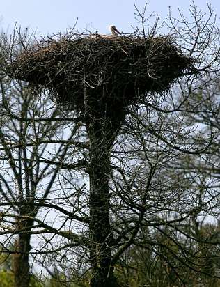 Hacen nidos en �rboles y postes