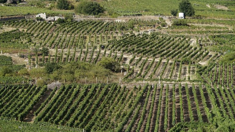Viñedos de O Ribeiro