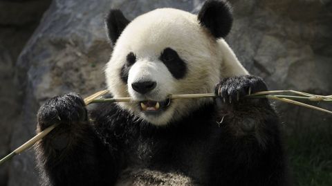 Un oso panda gigante disfruta de una rama de bamb en un zoo de Blgica.