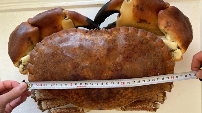 Buey de mar de 5,3 kilos vendido en Celeiro,el mayor del que hay constancia hasta ahora