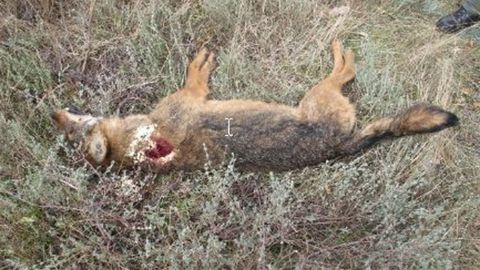 Imagen del lobo abatido presuntamente por un cazador en A Veiga