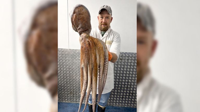 Los pescadores del Reino Unido ya capturan pulpo incluso frente a las costas de Escocia