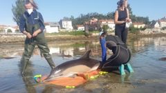 A principios de mes vararon vivos dos delfines en A Toxa, y personal del Cemma se moviliz para rescatarlos 