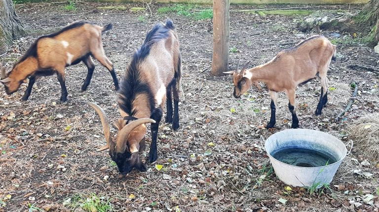 Cabras
