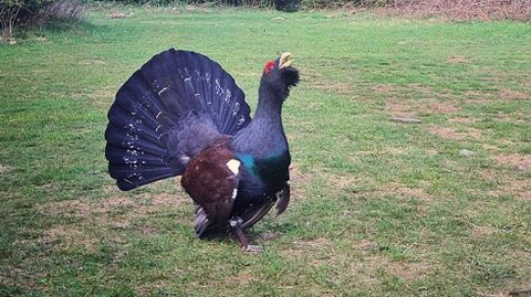 Ejemplar de urogallo macho en Benasque