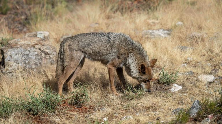 <span lang="gl">A Xunta acusa ao Ministerio de bloquear medidas de control do lobo e anuncia recurso xudicial </span>