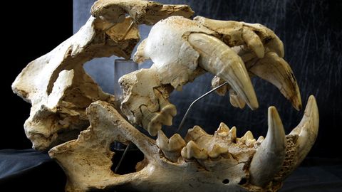 Cráneo del león del Paleolítico cuyo esqueleto se descubrió en Llanes