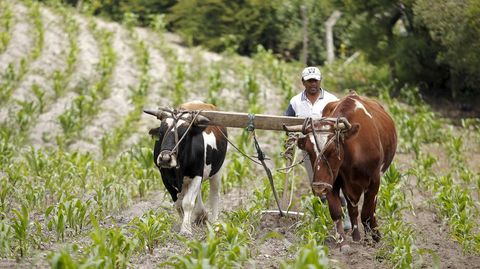 Un agricultor ecuatoriano trabajando la tierra en Calacali. 