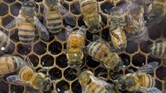 Colmena de abejas en mercado de agricultores
