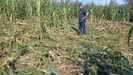 Daños de los jabalíes en un campo de maíz en Mazaricos