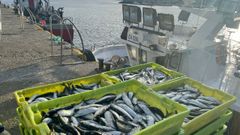 Hasta primavera no volverán a verse descargas de tanta sardina como la de este cerquero en Portosín (foto de archivo)