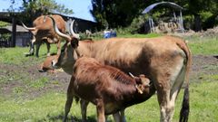 La ganadera de vacuno de leche y de carne est muy presente en Friol 
