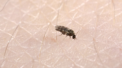 El mosquito Culicoides paraensis, habitualmente conocido como jejen, suele ser la principal va de contagio.