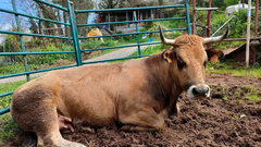 Vaca Asturiana de los Valles