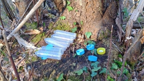 Trampas para la avispilla del casta�o en Asturias.TRampas para la avispilla del casta�o en Asturias