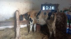 Los propietarios de Carmina han recibido una propuesta de sancin por los mugidos de la vaca
