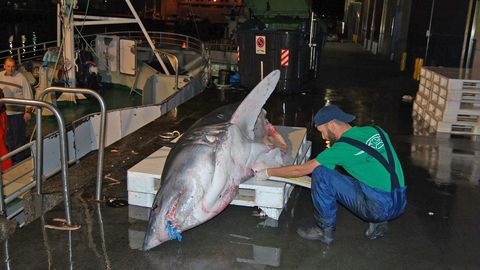 Un oceanógrafo midiendo un marrajo en Vigo, en una imagen de archivo