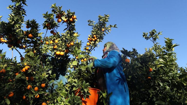 Bruselas crea un grupo de trabajo para reforzar el control de las importaciones alimentarias