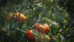 As prantas de tomate son uns dos cultivos que ataca este fungo