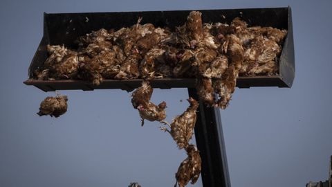Aves sacrificadas por la gripe aviar en Valladolid