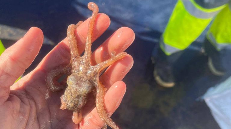 Gardacostas de Galicia incauta 200 cacharros ilegales de pulpo en A Guarda con 57 ejemplares inferiores a 100 gramos