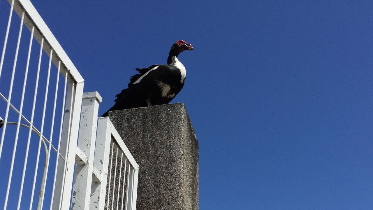 El pato criollo que vigilaba el �paseo del colesterol�