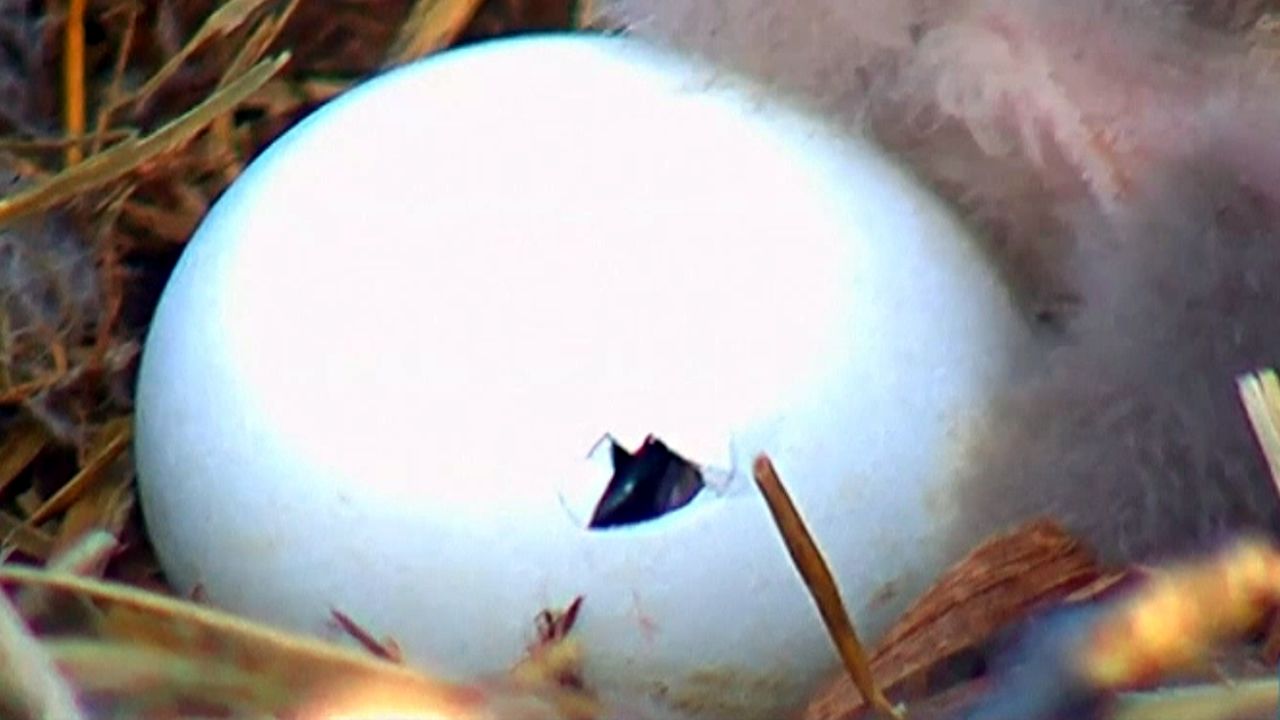 Una cmara graba el nacimiento de un nuevo polluelo de guila en un tejado de Washington