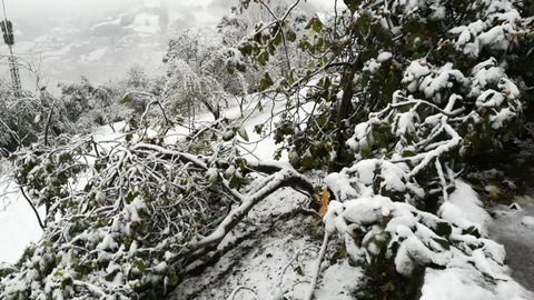 Bonita estampa invernal en El Collu, los rboles cubiertos de nieve