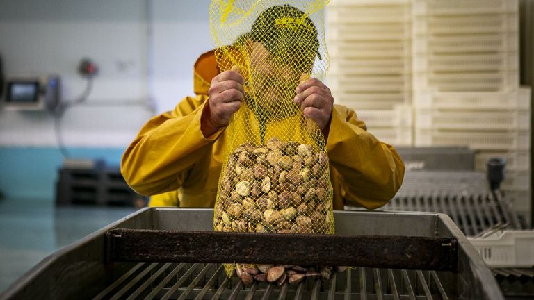 Almejas y navajas a precio de Navidad en temporada de cocidos