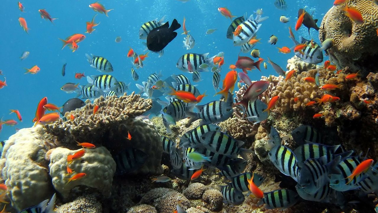 Jane Goodall hace un llamamiento en el D�a de la Tierra.Aedes albopictus