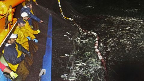 Los marineros devuelven la sardina al mar porque est en veda hasta marzo