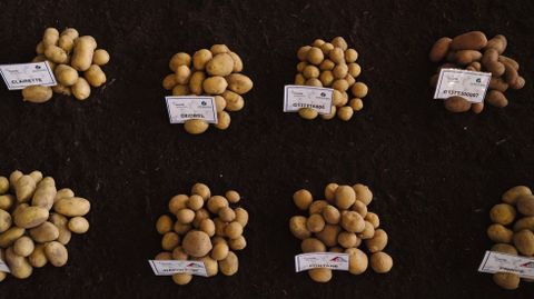 Hay una exposición de variedades de patatas.