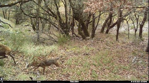 Un lobo intenta atacar a un ciervo adulto en solitario en un bosque de Asturias