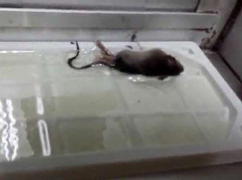 Imagen de uno de los ratones que apareci dentro del recinto escolar.