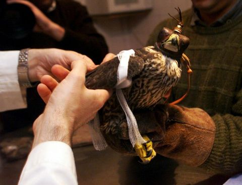 El centro de Cotorredondo es la nica instalacin habilitada para tratar aves heridas en la provincia. 