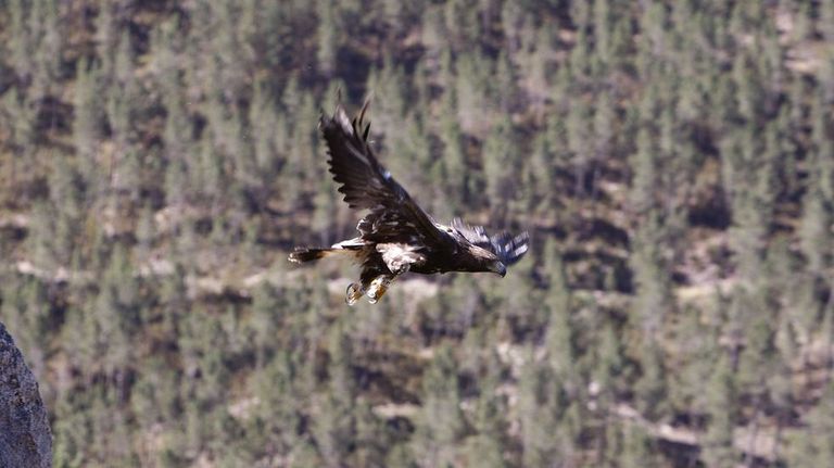 El águila real es una de las especies que perjudicaría el parque eólico, según la SGO