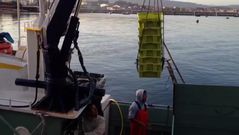 sardina