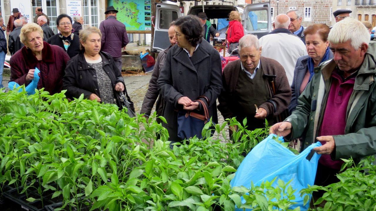 Venta de plantas en la feria de Chantada