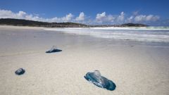 Reaparecen lasmedusas velero por la Costa da Morte